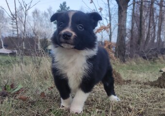 Piękna Rasowa Suczka Border Collie, szczenię z pełną dok. - 5