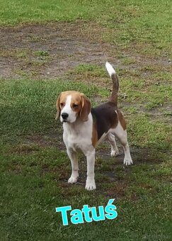 Szczenięta rasy Beagle Tricolor - 5