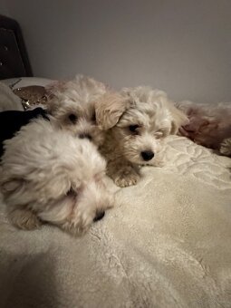 Szczeniaki – mix West Highland White - 5