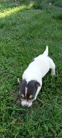 Jack Russell terrier - 5