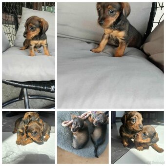 Dorkie - 5