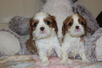 Cavalier King Charles Spaniel szczeniaczki ZKwP po CH.PL. - 5