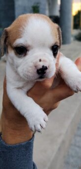 Urocze szczenięta po mamie buldoga francuskiego - 5