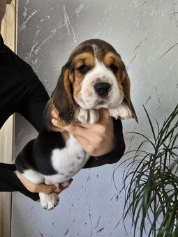 Szczenięta rasy Beagle Tricolor - 5