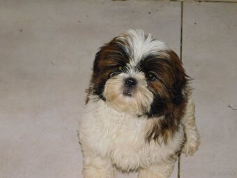 Piękna sunia shih tzu Diana - 5