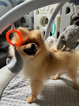 Pomeranian, szpic miniaturowy - suczka ORANGE - 5