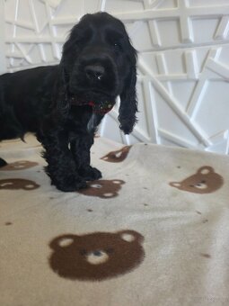 Cocker spaniel angielski - 5