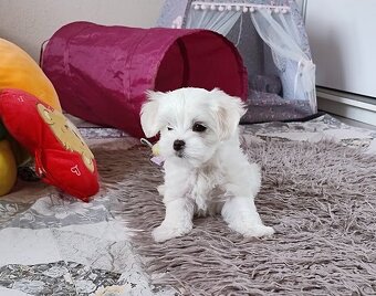 Maltańczyk suczka  szczenię - 5