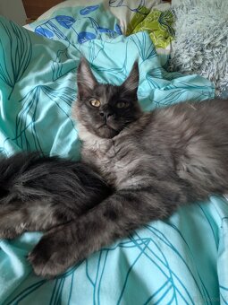 Maine coon pp - 5