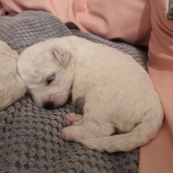 Szczeniaczki Bichon Frise - 5