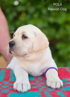 Labrador biszkoptowe szczenięta FCI - 5