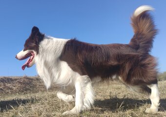 Wspaniały Pies FABIO - BORDER COLLIE z pełną dok. super rodz - 5