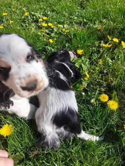 Cocker spaniel angielski - 5
