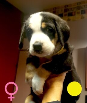 Duży Szwajcarski Pies Pasterski - 5