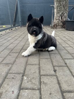 Sprzedam Szczeniaki Akity Amerykańskiej - 5