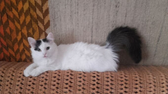 Kociaki z dłuższym futerkiem 10 mies. - 5