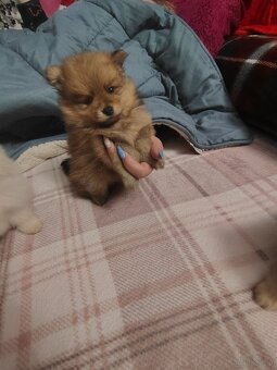 Sprzedam piesków rasy szpic - 5