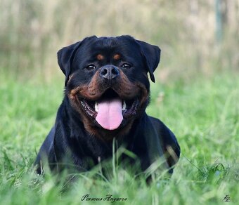 Rotvajler, Rottweiler s PP - 5