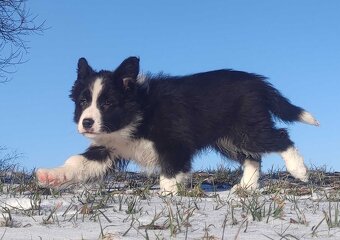 Rasowa Suczka BORDER COLLIE z Hodowli - Szczenię z pełną dok - 5