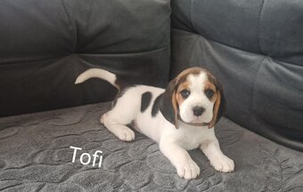 Beagle - 5