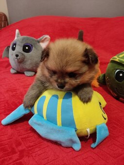 Szpic pomeranian - 5