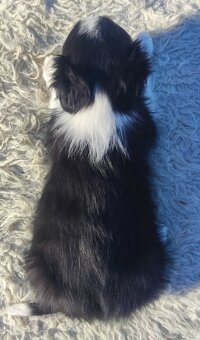 Rasowy BORDER COLLIE z prof. Hodowli, Pies z pełną dok. - 5
