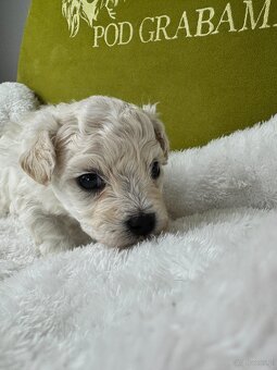 Bichon frise FCI do rezerwacji - 5