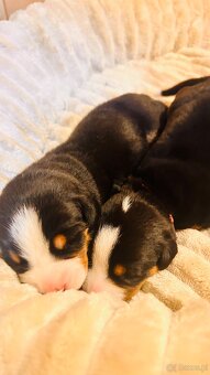 Duży szwajcarski pies pasterski – rezerwacja szczeniąt (FCI) - 5