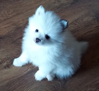 Szczenięta pomeranian - 5