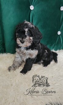 Pudel Miniaturowy piesek Blue Merle Badania genetyczne - 5