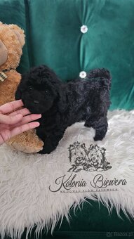 Pudel Miniaturowy czarna dziewczynka badania genetyczne - 5