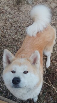 Akita Inu suczka - 5