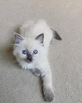 Kocięta rasy ragdoll dostępne do adopcji - 5