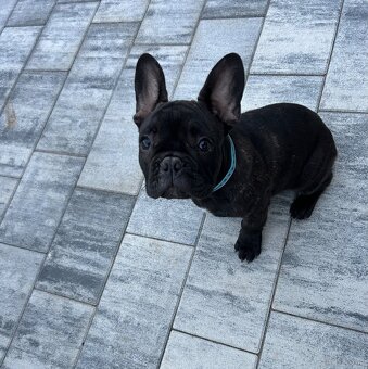 Buldog Francuski - 5
