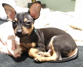 Pinczerki Pinczer Miniaturowy z Rodowodem CHIP Chłopaki Szuk - 5