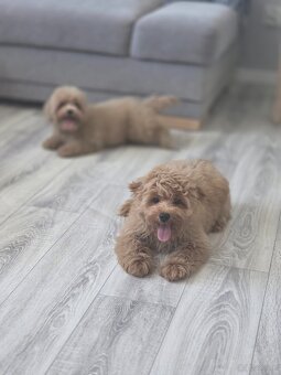 Maltipoo chłopiec - 5