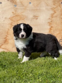 Border Collie ZKwP / FCI - 5