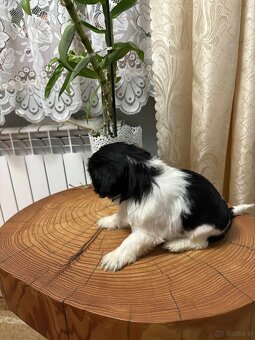 Pieski Shih Tzu - 5