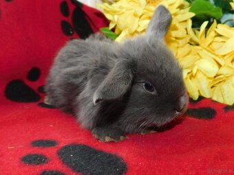 Baranki mini lop - 5