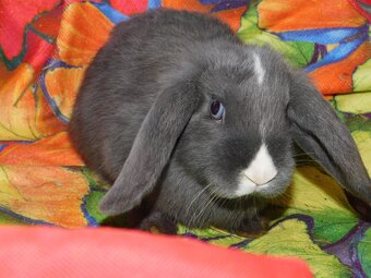 Baranki mini lop - 5