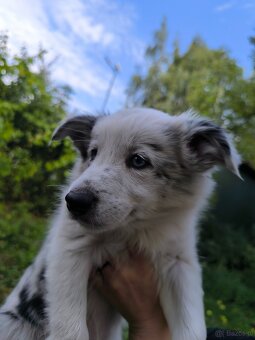 Border colie blue merle i czarno biale - 5