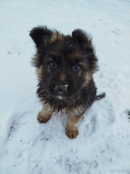 Owczarek niemiecki długowłosy - 5