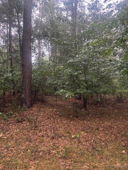 Działka leśna - 5