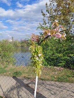 Sprzedam działkę - 5