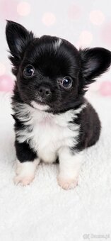 Chiuhuahua długowłosa - 5
