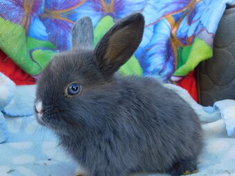 Mini lop baranki - 5