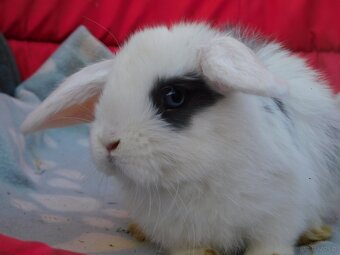 Mini lop baranki - 5