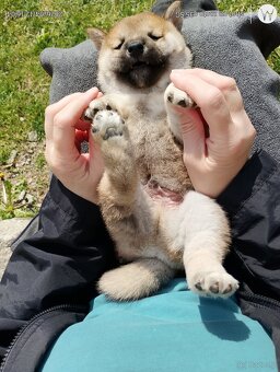 Shiba Inu + Nowy miot + Rezerwacja szczeniąt - 5