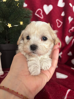 Maltipoo Sunia F1 - 5