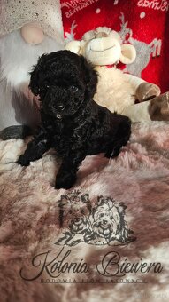 Pudel Toy/Miniaturowy czarny piesek Badania genetyczne Paszp - 5